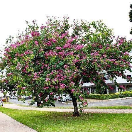 Geranium Orchid Tree Seeds ~ Bauhinia Purpurea ~ Usual Flowers ~ Exotic Flower