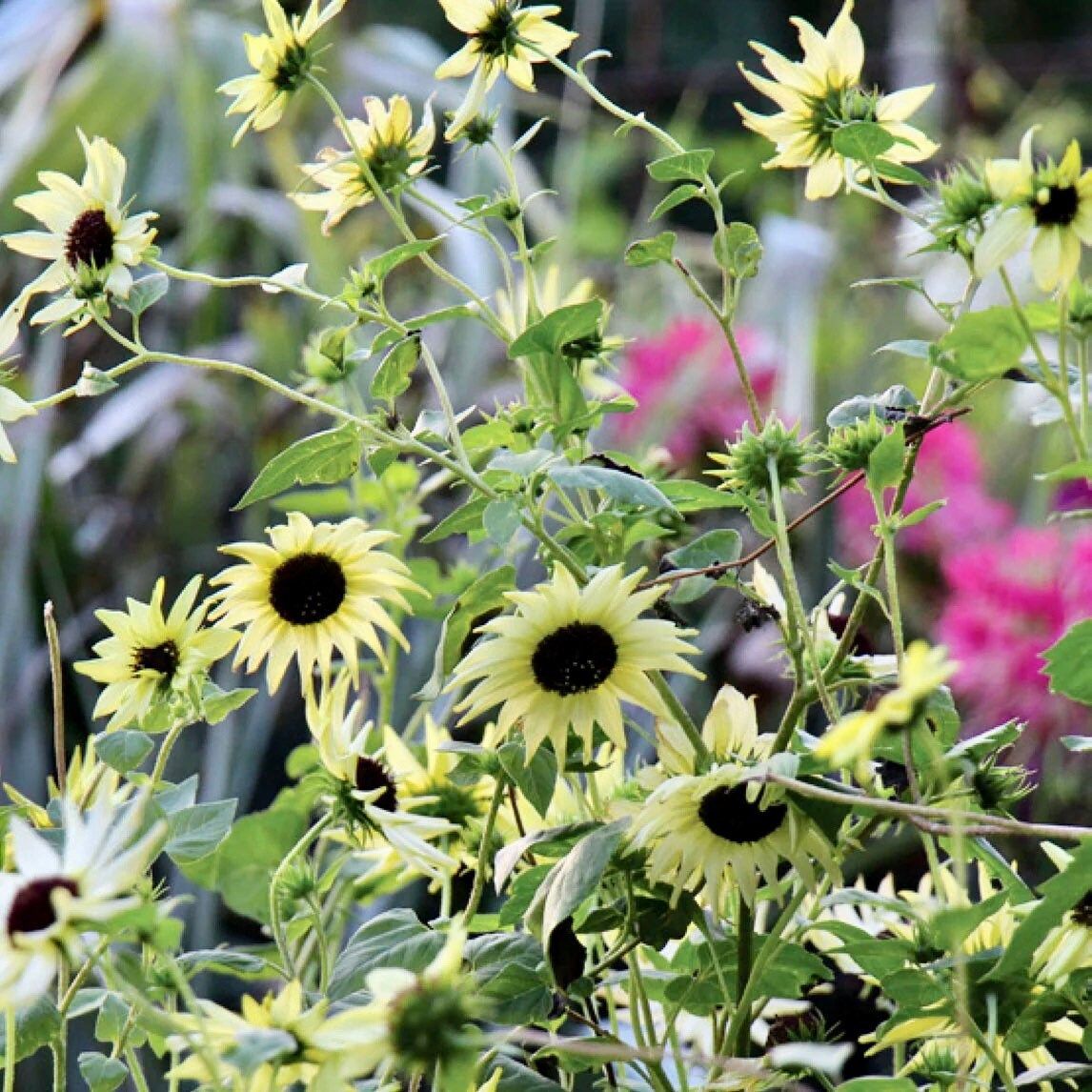 Italian White Sunflower Seeds ~ Helianthus Annuus ~ Pretty Flowers ~ Garden ~ Fall ~ Heirloom Seeds ~ Autumn