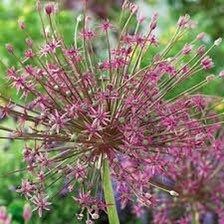 Allium Schubertii Seeds ~ Plants ~ Garden ~ Grow Your Own ~ Spring Flowers ~ Instead of Flowers ~ Presents