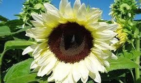 White Nite Sunflower Seeds ~ Helianthus Annuus ~ Pretty Flowers ~ Garden ~ Fall ~ Heirloom Seeds ~ Autumn