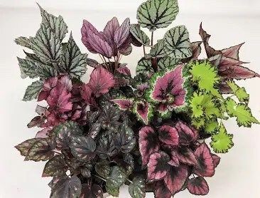 Purple-Green Rex Begonias Seeds ~ Plants ~ Garden ~ Grow Your Own ~ Spring Flowers ~ Instead of Flowers ~ Flowers