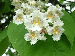 Northern Catalpa Tree Seeds ~ Indian Cigar Flower ~ Trees ~ Pretty ~Exotic ~ Gardens ~ Unique