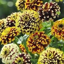 Zinnia “Jazzy Mix” Seeds ~ Flowers ~ Butterflies Love ~ Non-GMO Seeds ~ Cool Flowers ~ Rare