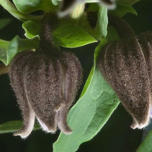 Clematis Fusca Seeds ~ Plants ~ Garden ~ Grow Your Own ~ Spring Flowers ~ Instead of Flowers