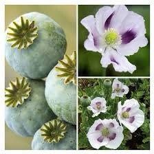 Papaver Somniferum ‘Maanzaad’ Seeds ~ Rare ~ Rare Plants ~ Grow Your Own ~ Spring Flowers