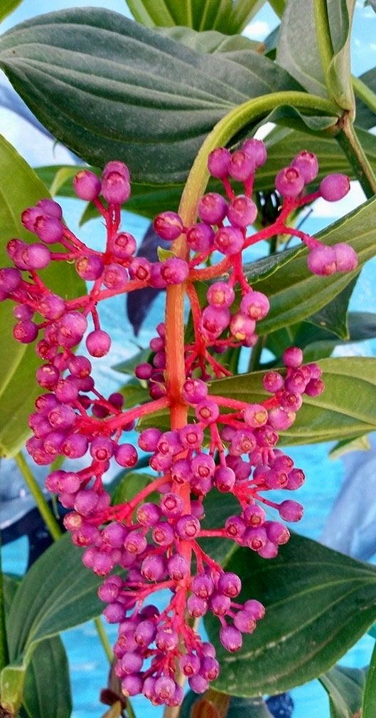 Magenta and Pink Medinilla Cummingii Seeds ~ Chandelier Tree ~ Snowy Medinilla ~ Malaysian Orchid