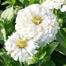 Zinnia “Polar Bear” Seeds ~ Flowers ~ Butterflies Love ~ Non-GMO Seeds ~ Cool Flowers ~ Rare