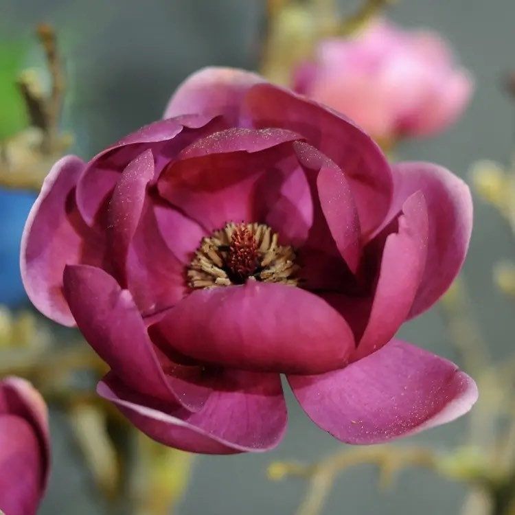 Genie Dark Red Yulan Magnolia Tree Seeds ~ Fragrant Flowers ~ Home Garden ~ Exotic Flower ~ Rare