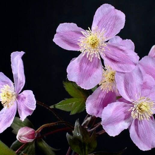 Pink Fragrant Spring Clematis Seeds ~ Montana ~ Fragrance Flowers ~ Vanilla ~ Garden ~ Grow Your Own ~ Spring Flowers ~ Instead of Flowersu