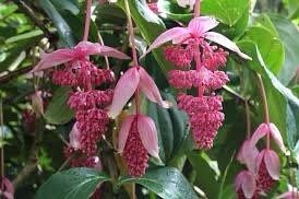 Pink Medinilla Magnifica Seeds ~ Rose Grape ~ Pink Lantern Plant ~ Chandelier Tree ~ Snowy Medinilla ~ Malaysian Orchid