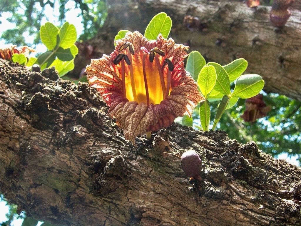 Mexican Calabash Tree Seeds ~ Crescentia Alata ~ Garden ~ Grow Your Own ~ Spring Flowers ~ Instead of Flowers ~ Unique