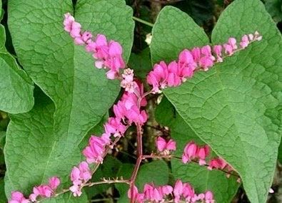 Rare Pink Coral Vine Chain of Love Seeds ~ Antigonon Leptopus ~ Heart Shaped Flowers ~ Blooms ~ Cut Flowes ~ Beautiful ~ Bouquets