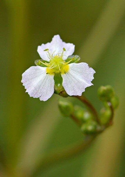 Alisma Plantago-Aquatica Seeds ~ Plants ~ Garden ~ Grow Your Own ~ Spring Flowers ~ Instead of Flowers