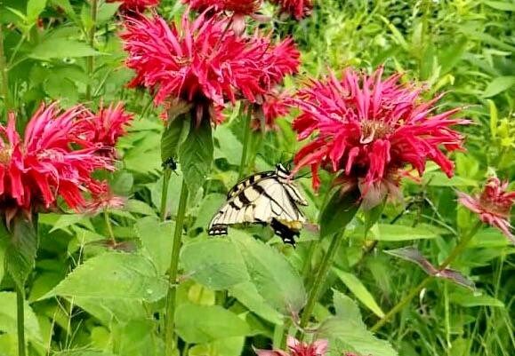 Scarlet Bee Balm Seeds ~ Monarda Didyma ~ Bees ~ Spring Time ~ Grow Your Own ~ Spring ~ Flowers