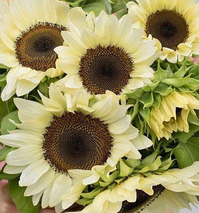 White Nite Sunflower Seeds ~ Helianthus Annuus ~ Pretty Flowers ~ Garden ~ Fall ~ Heirloom Seeds ~ Autumn