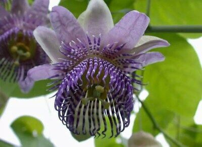 Variety of Passiflora Seeds ~ Passionflower ~ Maypop ~ Passion Fruit Flower ~