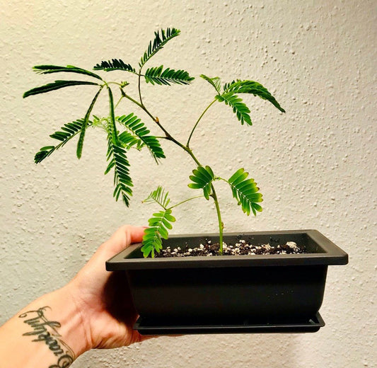 RARE Mimosa Pudica Plant~Humble Plant~Sleepy Plant~Sensitive Plant~Shame Plant~Action Plant~Zombie Plant~Holiday Presents