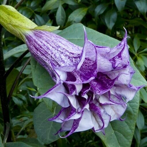 Purple Queen Devil’s Trumpet Seeds ~ Datura Metel ~ Fresh Seeds ~ Blooms ~ Flowers ~ Instead of Flowers ~