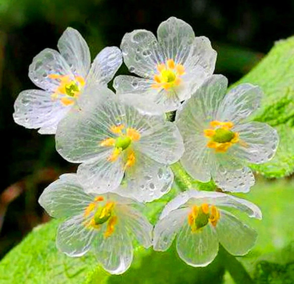 Skeleton Flower Seeds ~ Crystal Flower ~ Gray’s Double-Leaf ~ Twoflower ~ Diphylleia Grayi ~ Cool Flowers ~ Rare ~ Heirloom Seeds