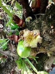 Mexican Calabash Tree Seeds ~ Crescentia Alata ~ Garden ~ Grow Your Own ~ Spring Flowers ~ Instead of Flowers ~ Unique