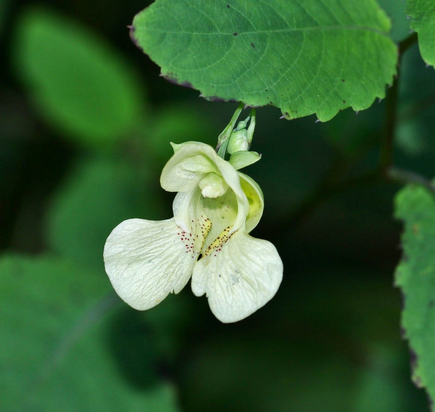 Rare White Touch Me Not ~ Jewelweed ~ Impatiens Capensis ~ Neat Flowers ~ Rare Plants ~ Interactive Plants ~ Neat