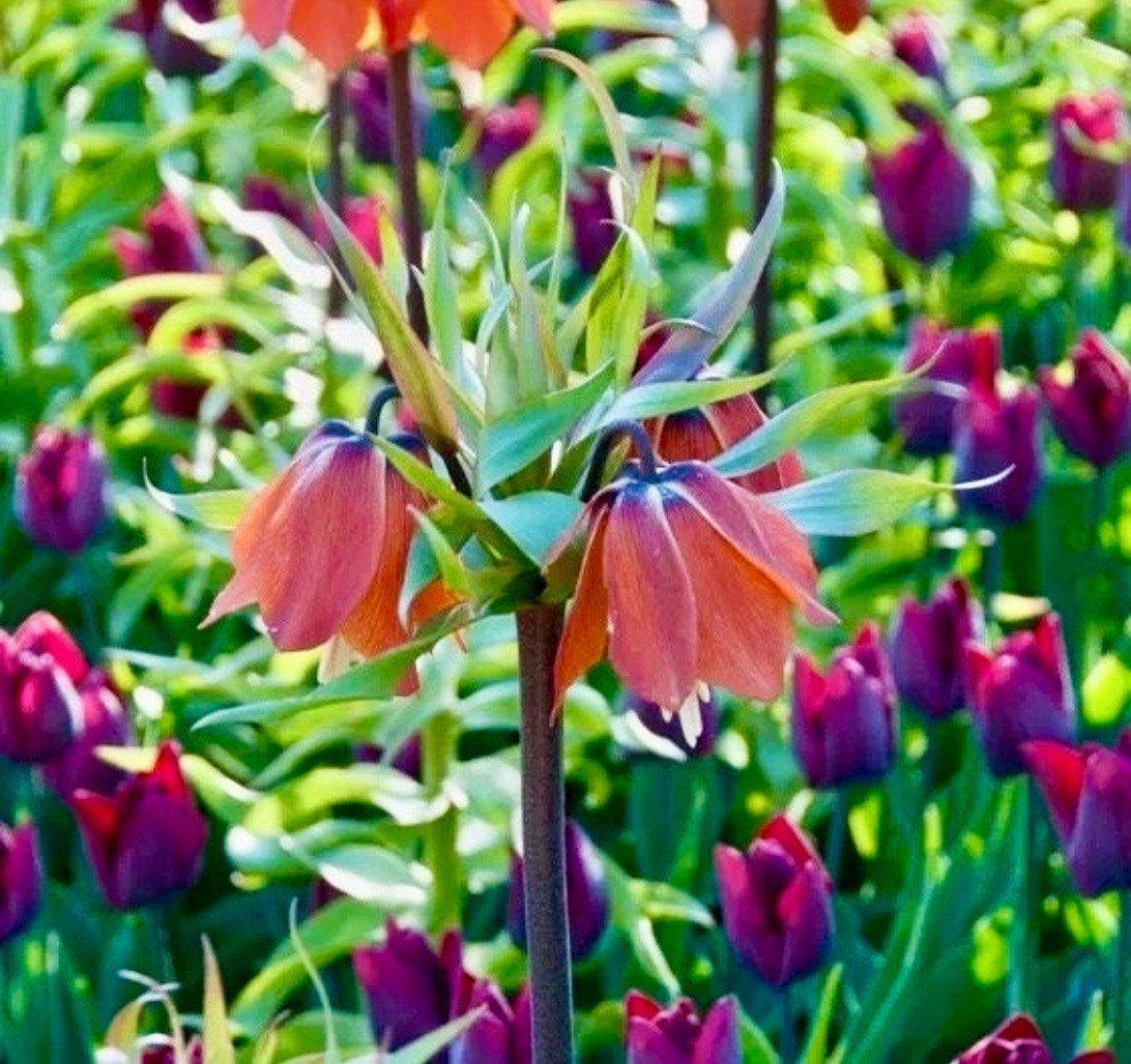 Red Crown Imperialis Seeds ~ Fritillaria Rubra ~ Exotic ~ Unique ~ Fun ~ Bees ~ Butterflies ~ Beautiful Flowers ~ Dr Seus