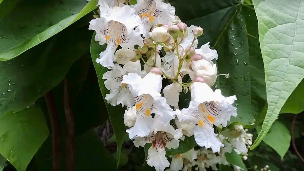 Showy Catalpa Tree Seeds ~ Catawba Catalpa Speciosa ~ Flowers ~ Home Garden ~ Exotic Flower ~ Rare