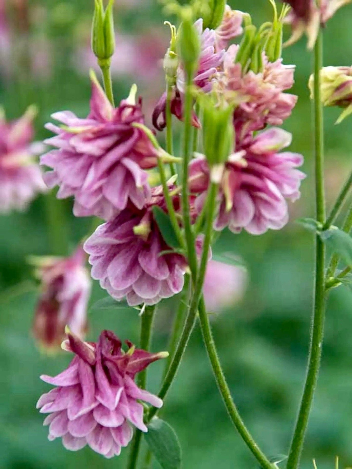 Double Rose Columbine Seeds ~ Flower ~ Perennial Flowers ~ Blooms ~ Grow Your Own ~ Spring Flowers ~ Instead of Flowers ~ Spring