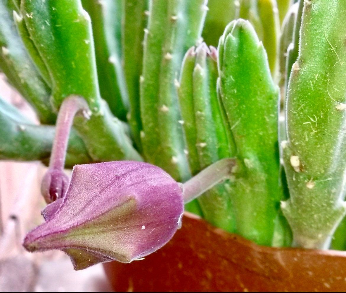 black bells succulent Stapelia Leendertziae Seeds ~ Black Bells ~ Maroon Cup Starfish ~ Leendertz's Carrion Flower ~ Exotic ~ Rare ~ Succulent