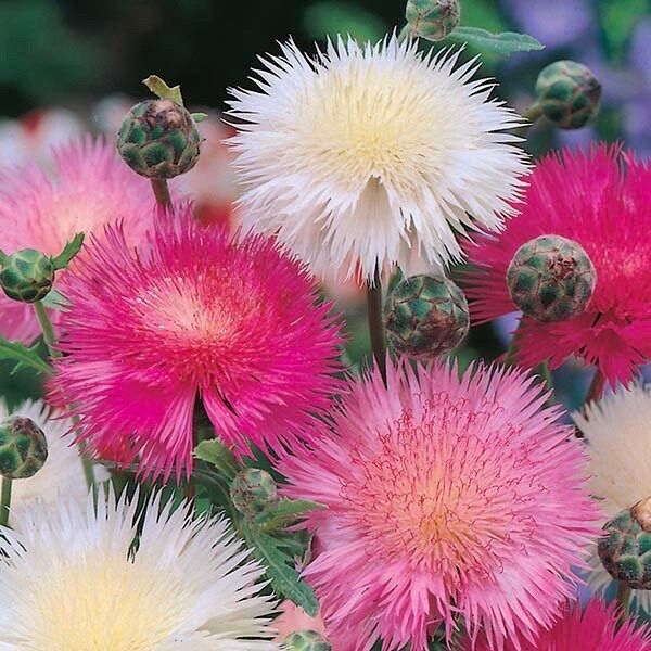 Rainbow Mixed Sultan Imperialis Seeds ~ Amberboa Moschata ~ Plants ~ Garden ~ Spring Flowers ~ Instead of Flowers ~ Flower