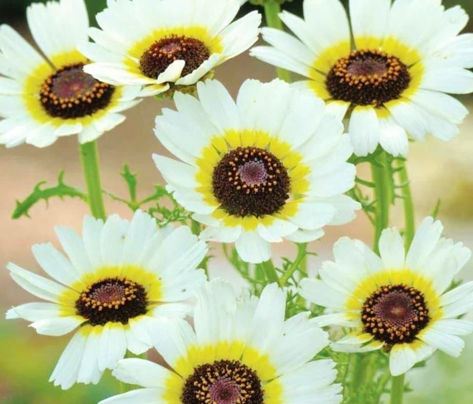 Painted Polar Star Daisy Seeds ~ Daisy ~ Cool Flowers ~ Grow Your Own ~ Rare