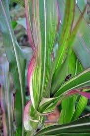 Zea Japonica Variegated Seeds ~ Japanese Corn ~ Ornamental Maize ~ Plants ~ Decorative ~ Decoration ~ Autumn ~ Thanksgiving ~ Exotic ~ Craft