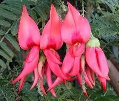 Clianthus Puniceus ‘Pink Flamingo’ Seeds ~ Spring Flowers ~ Instead of Flowers ~ Presents ~ Gifts ~ Sympathy ~ Rare