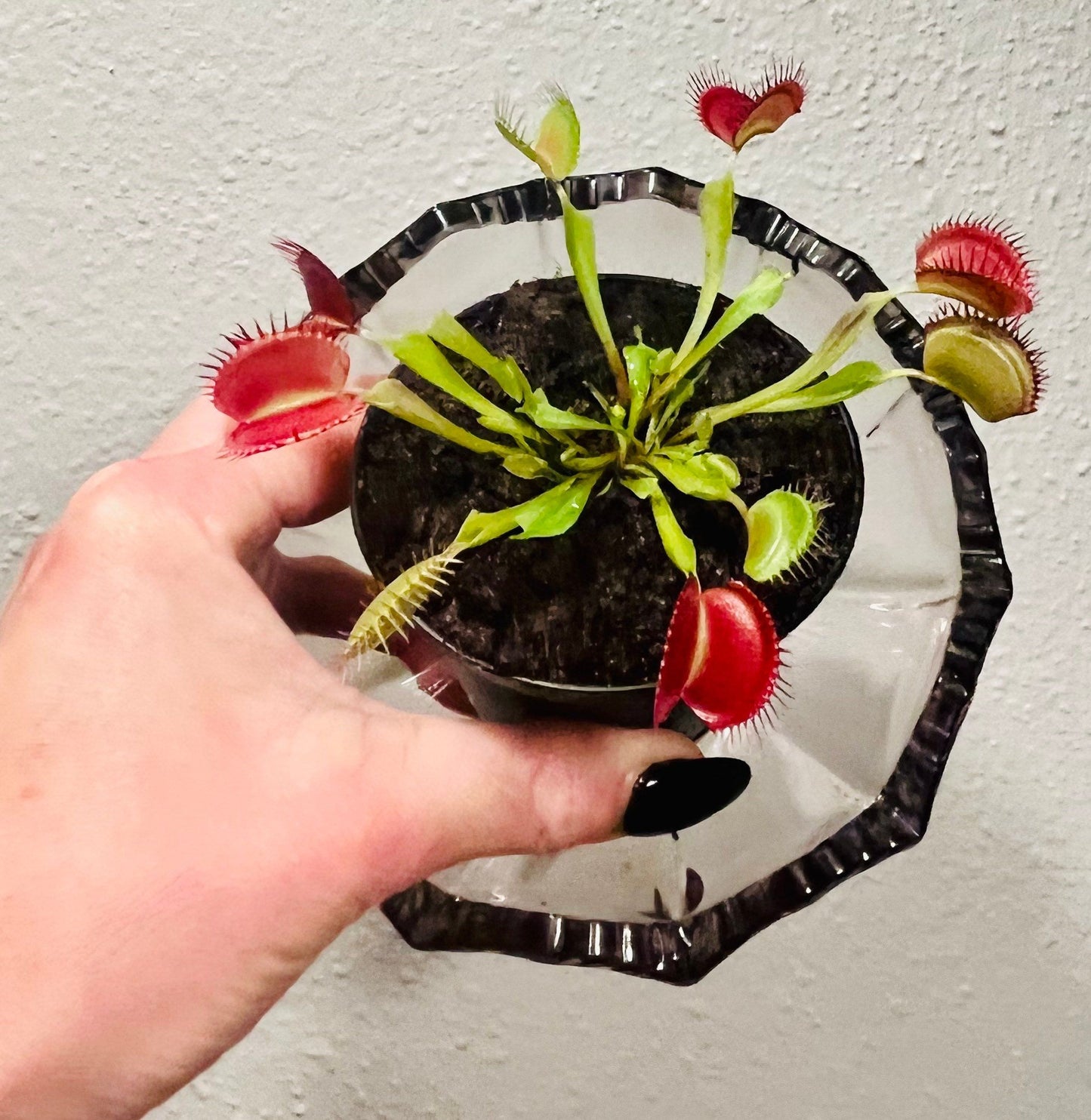 Venus Flytrap with Flower Vase ~ Dionaea Muscipula ~ Carnivorous Plants ~ Carnivore ~ Houseplant