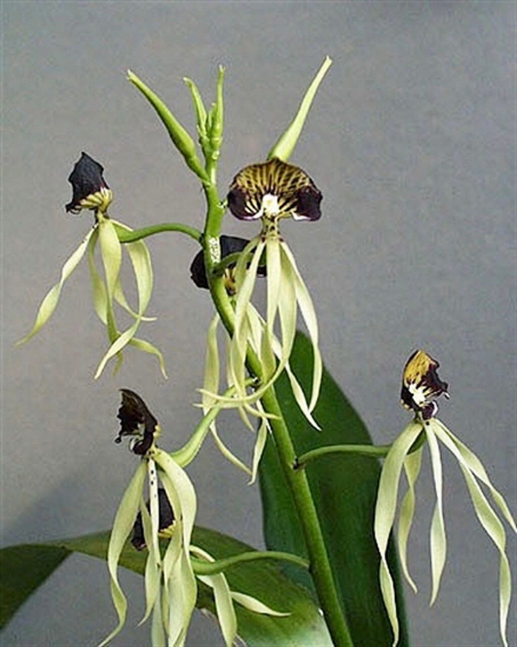 The Clamshell Orchid ~ Prosthechea Cochleata ~ Cockleshell Orchid ~ Beautiful Flowers