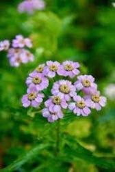 Yellow Love Parade Seeds ~ Achillea Sibirica ~ Rare ~ Rare Plants ~ Grow Your Own ~ Spring Flowers ~ Lovely ~ Bouquets ~ Garden