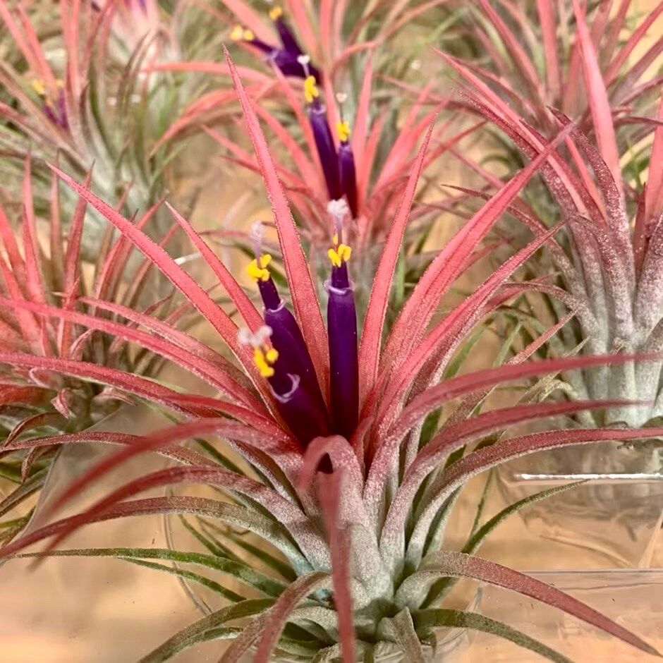 Air Plant Tillandsia Lonantha Seeds ~ Sky Plant ~ Shy Plant ~ Cool Plants ~ House Plant ~ Easy Care ~ Rare ~ Plants ~ Easy ~ Crafts ~