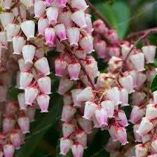 Pink Campanula Bellflowers Seeds ~ Bellflowers ~ Little Bell Flowers ~ Garden ~ Spring Flowers ~ Flowers