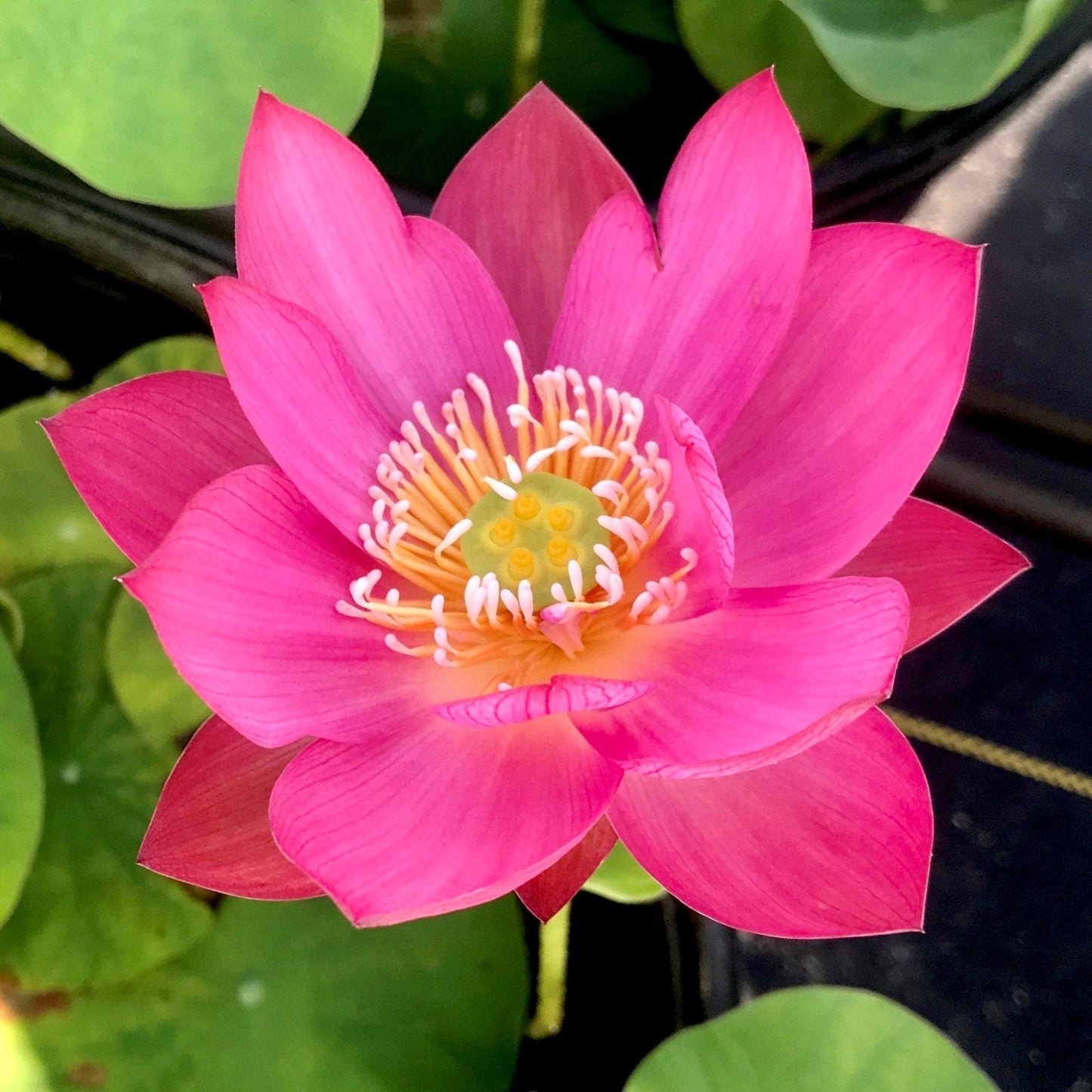 Tiny Red Gulang Lotus Seeds ~ Micro Lotus ~ Teacup Lotus ~ Hydroponic Garden ~ Water Plants ~ Flower Changes Color