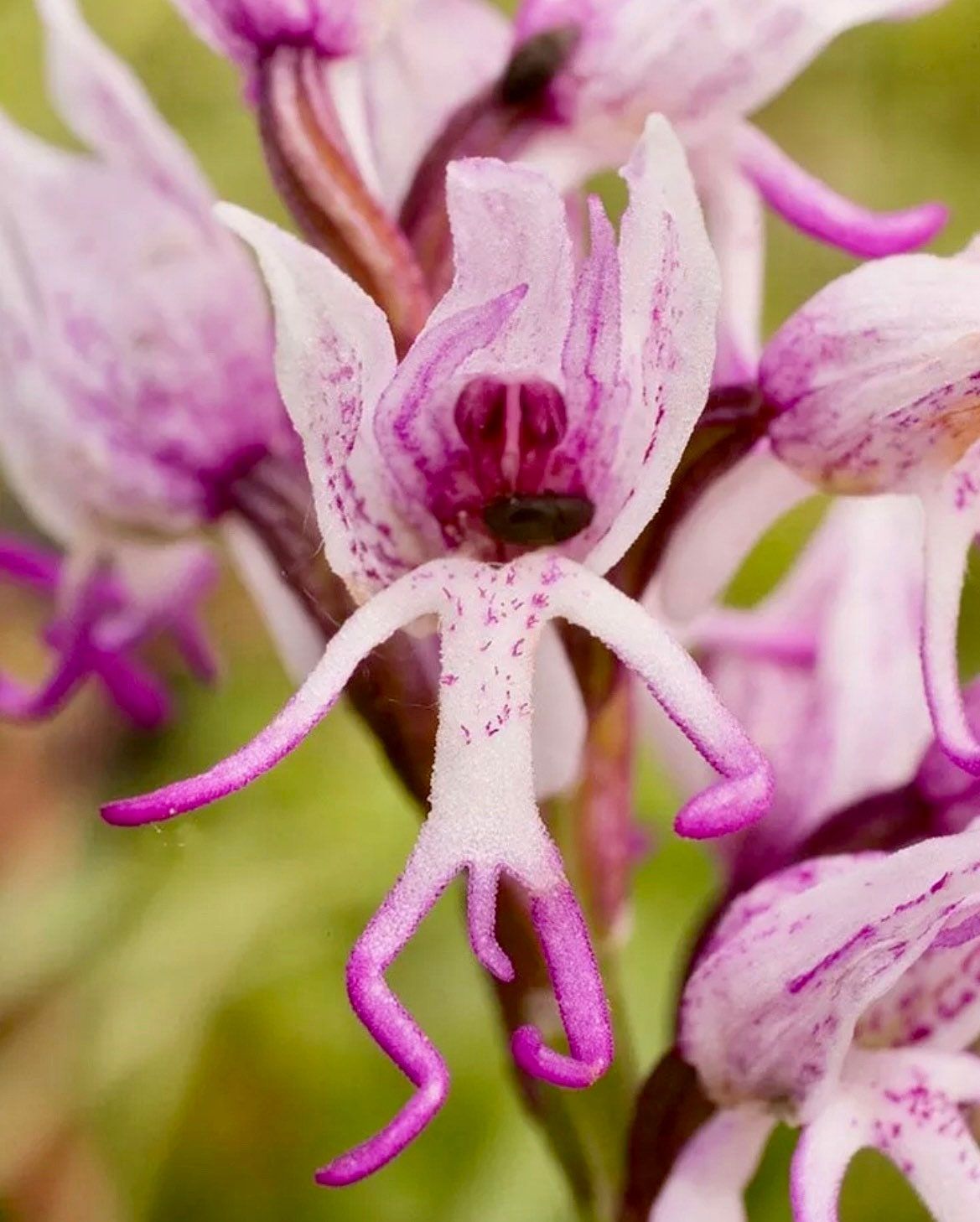 hanging plant tiny leaves Naked Man Orchid Seeds ~ Orchis Italica ~ Italian Orchid ~ Usual Flowers ~ Exotic Flower ~ Unique Flowers ~ Funky Plants