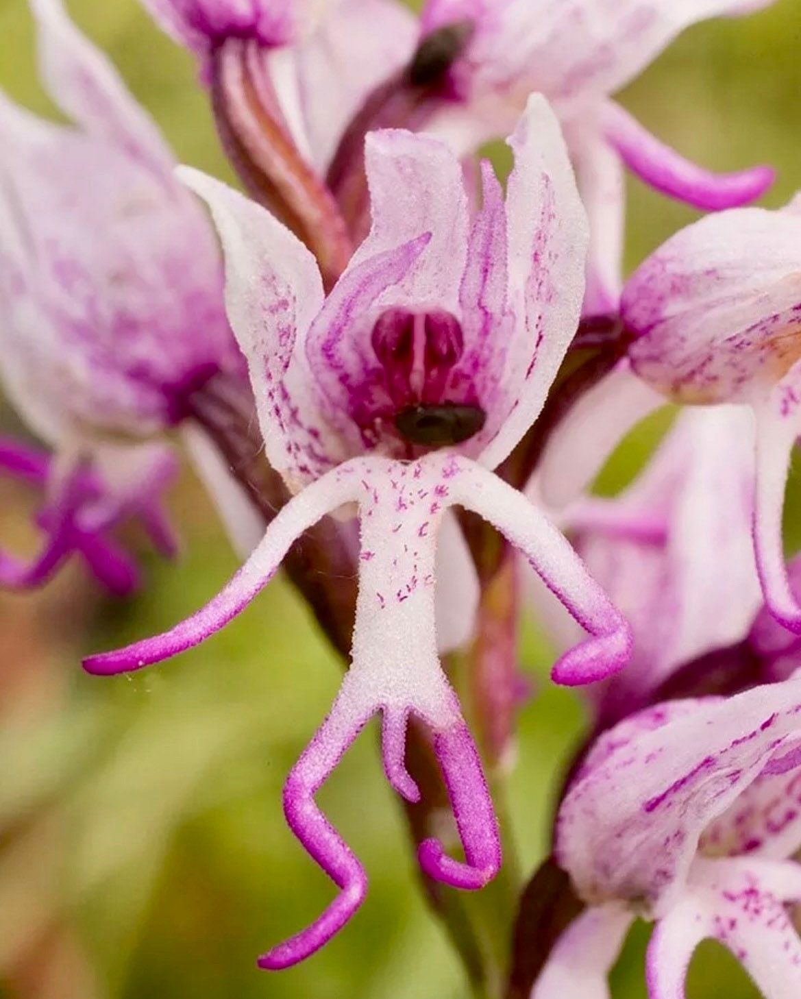 Naked Man Orchid Seeds ~ Orchis Italica ~ Italian Orchid ~ Usual Flowers ~ Exotic Flower ~ Unique Flowers ~ Funky Plants