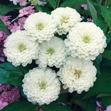 Zinnia “Polar Bear” Seeds ~ Flowers ~ Butterflies Love ~ Non-GMO Seeds ~ Cool Flowers ~ Rare