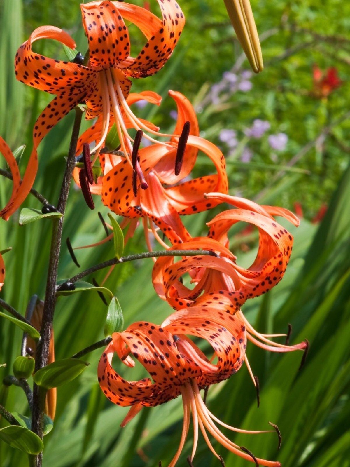 buy tiger lily seeds Michigan Lily Seeds ~ Lilium Michiganense ~ Turk's Cap Lily ~ Unique S – Your Plant Bitch