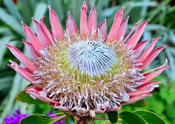 Rare Giant Queen Protea Magnifica Protea Seeds ~ "Woolly Beard" ~ Garden ~ Flower ~ Plant ~ Exotic ~ Tropical ~ Bouquet ~ Flowers