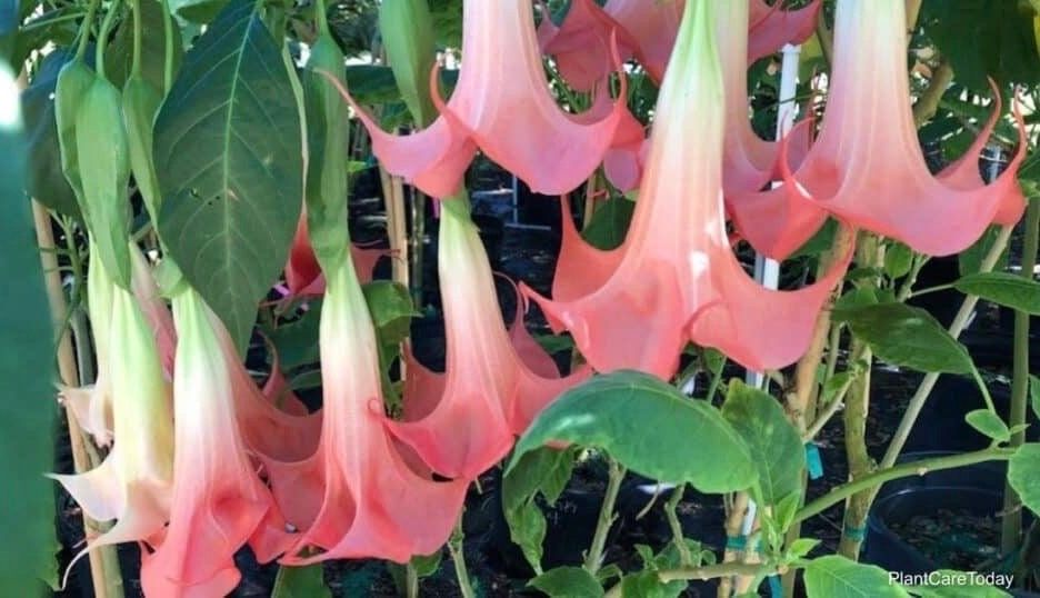 Frosty Pink Angel’s Trumpet Vine Seeds ~ Peach ~Brugmansia Sanguinea ~ Trumpet Creeper ~ Fresh Seeds ~ Bloom ~ Flowers ~ Fragrance ~ Pretty