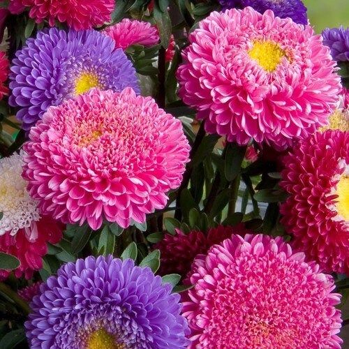 Callistephus Chinensis Geisha Mix Seeds ~ Plants ~ Garden ~ Grow Your Own ~ Spring Flowers ~ Instead of Flowers