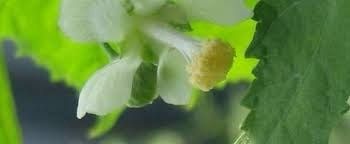 Virginia Fanpetals Seeds ~ Virginia Mallow Ripariosida Hermaphrodita