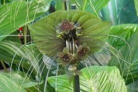 Rare Green Tacca Chantrieri Seeds ~ Black Bat Flower ~ Black Lily ~ Bat ~ Devil’s Flower ~ Exotic Flower ~ Unusual Flowers