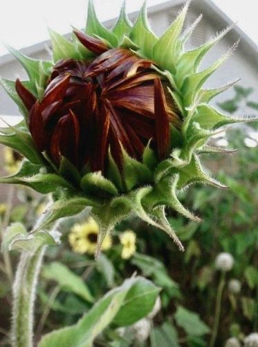 Rare ‘Black Beauty’ Sunflower Seeds ~ Helianthus Annuus ~ Pretty Flowers ~ Garden ~ Fall ~ Heirloom Seeds ~ Autumn