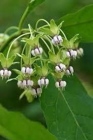 Poke Milkweed Seeds ~ Asclepias Exaltata ~ Asclepias Bicknellii ~ Asclepias Phytolaccoides